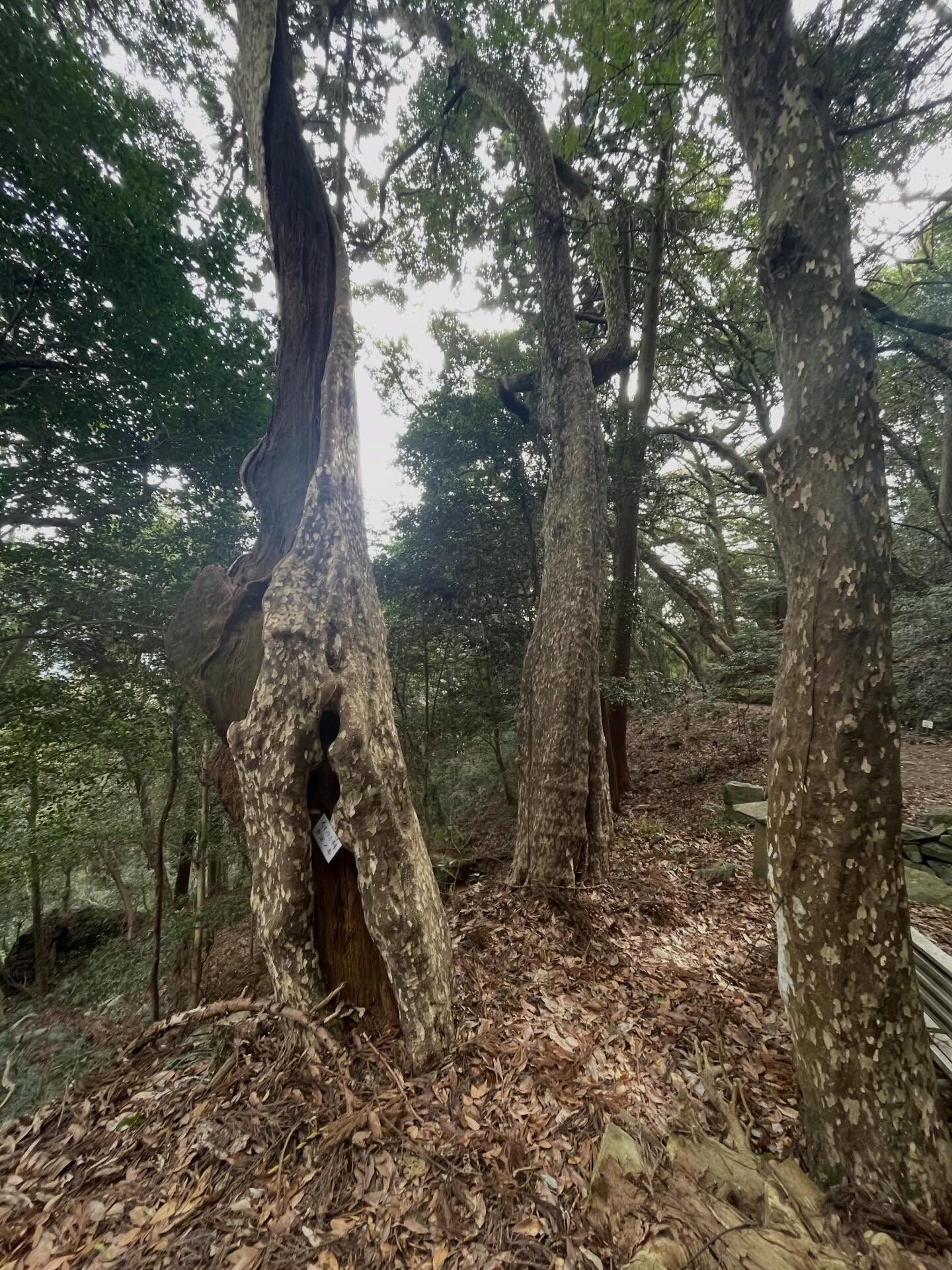 周防大島は美しい自然と文化が調和した場所で、多くの観光スポッ