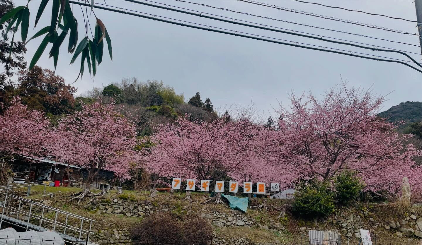 周防大島町の民泊Magee's HOUSEでは、春の訪れを感