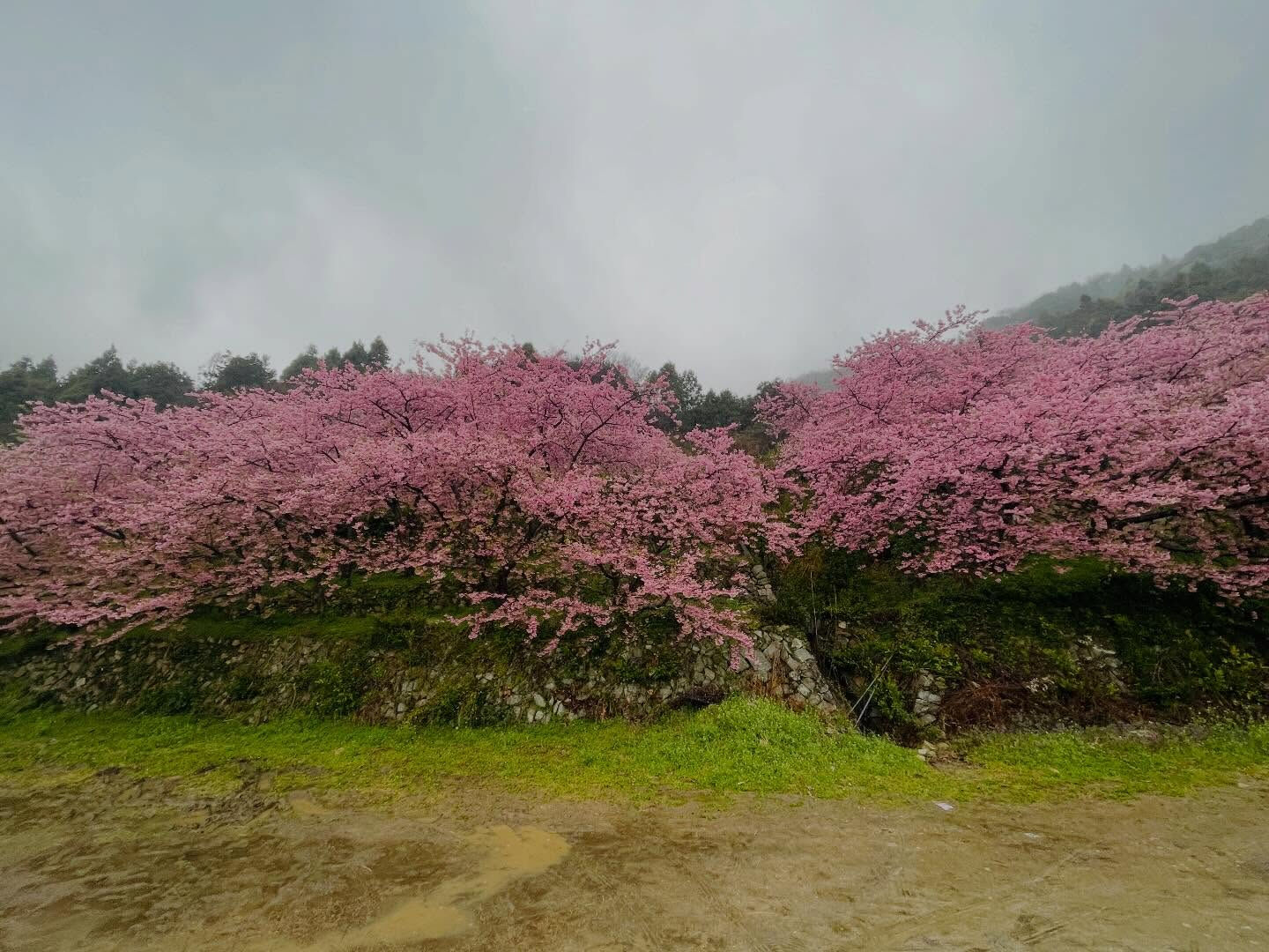 昨日、雨が降る中、周防大島町の小積にある河津桜を撮影しに行き