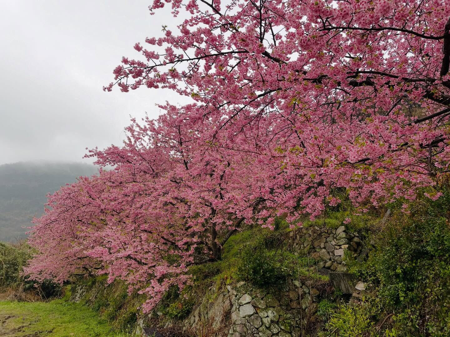 昨日、雨が降る中、周防大島町の小積にある河津桜を撮影しに行き