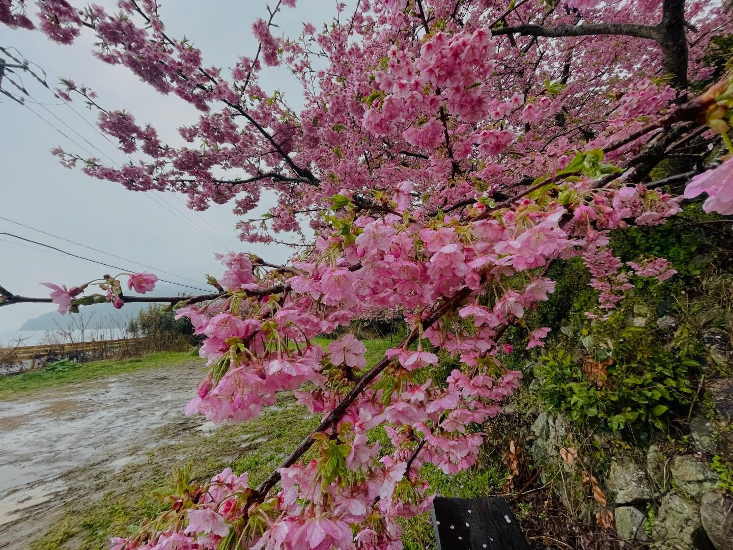 昨日、雨が降る中、周防大島町の小積にある河津桜を撮影しに行き