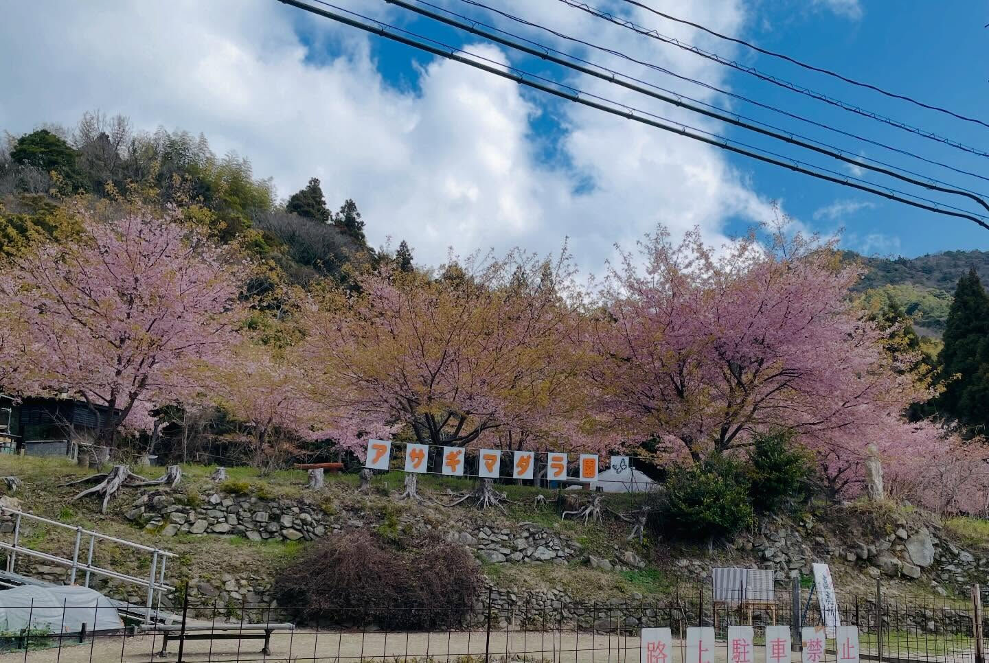 先日ご紹介した周防大島町山下の河津桜は、今や散り桜となりまし