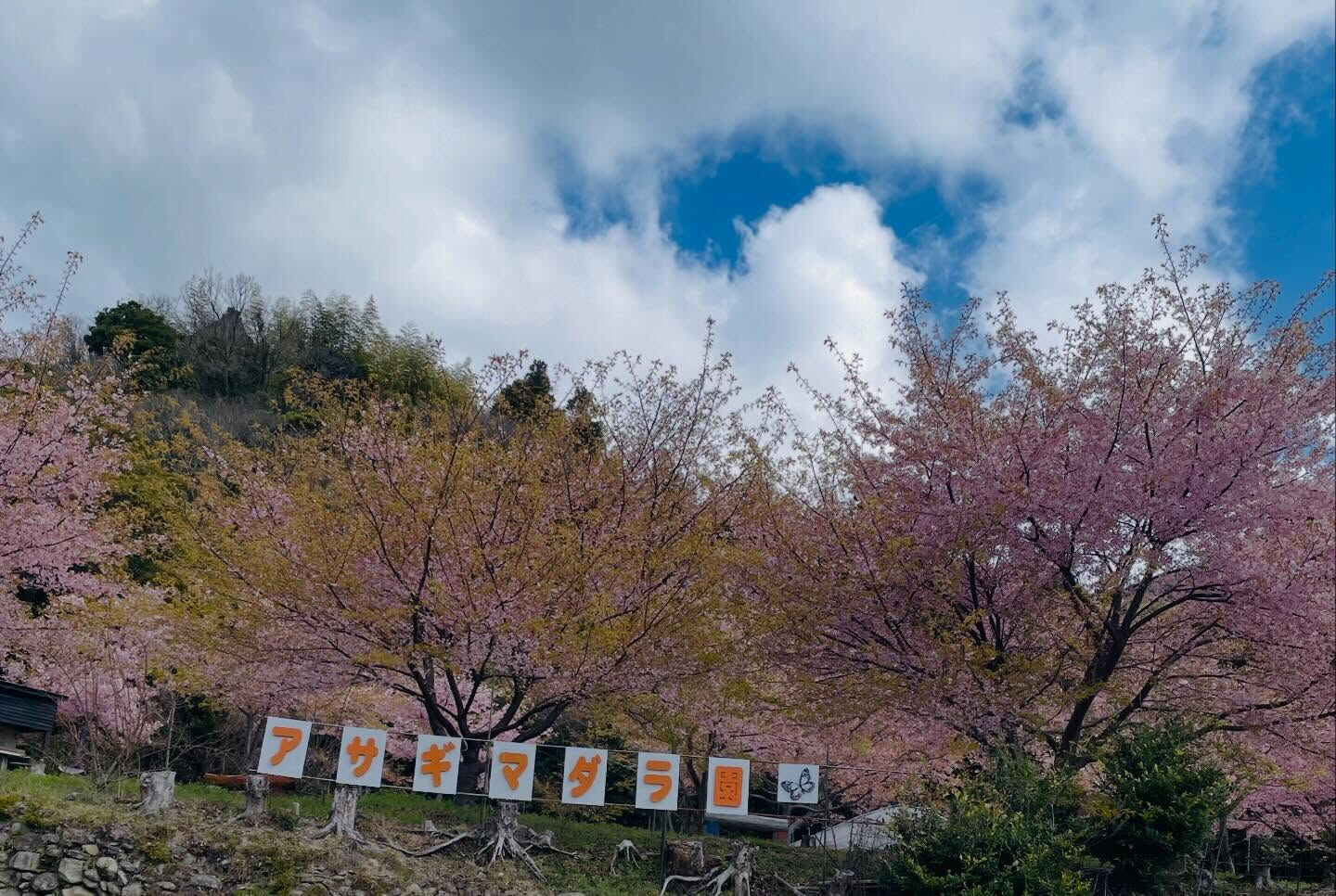 先日ご紹介した周防大島町山下の河津桜は、今や散り桜となりまし