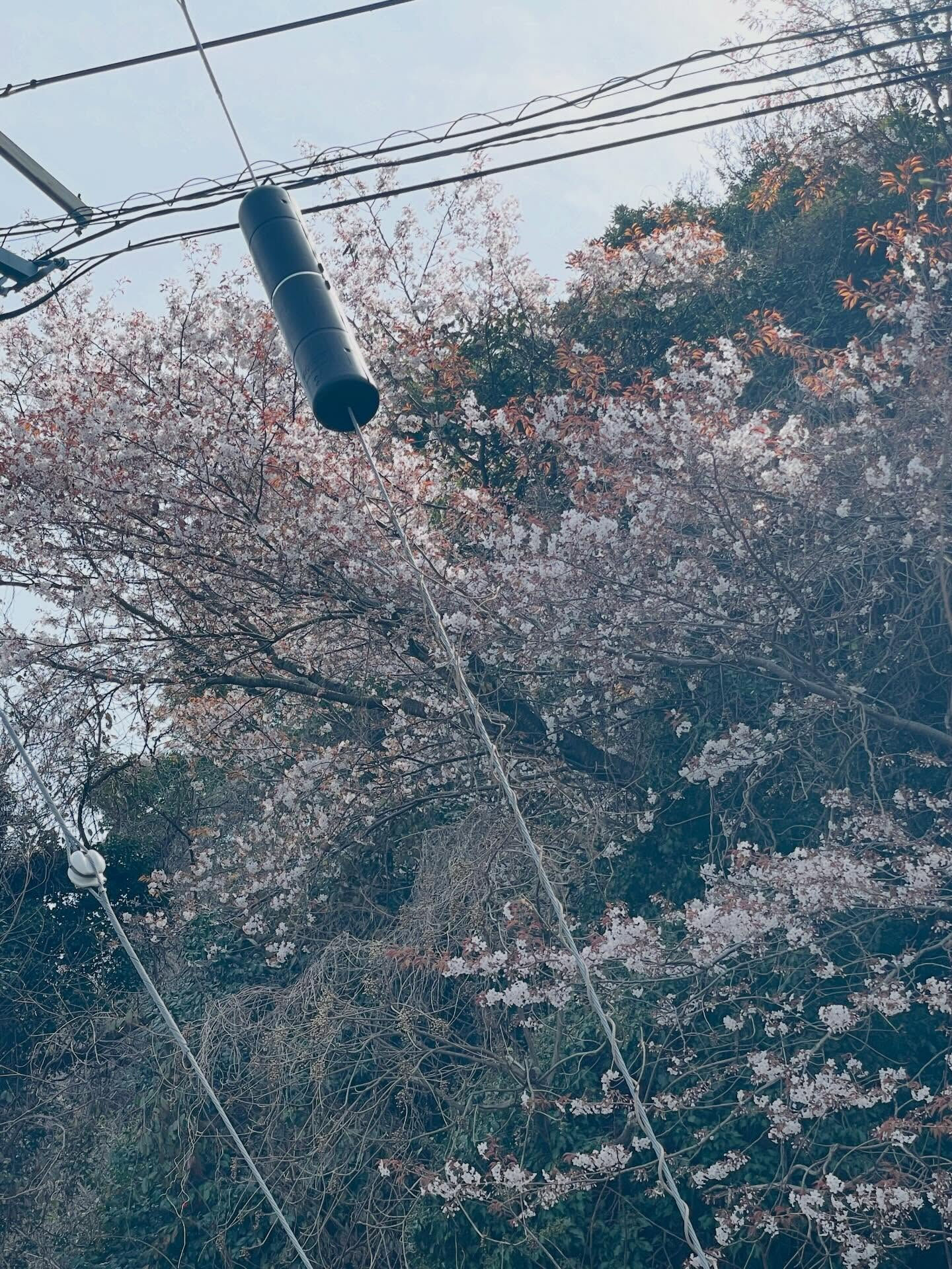 春の訪れとともに、山口県の周防大島町では桜が満開を迎えていま