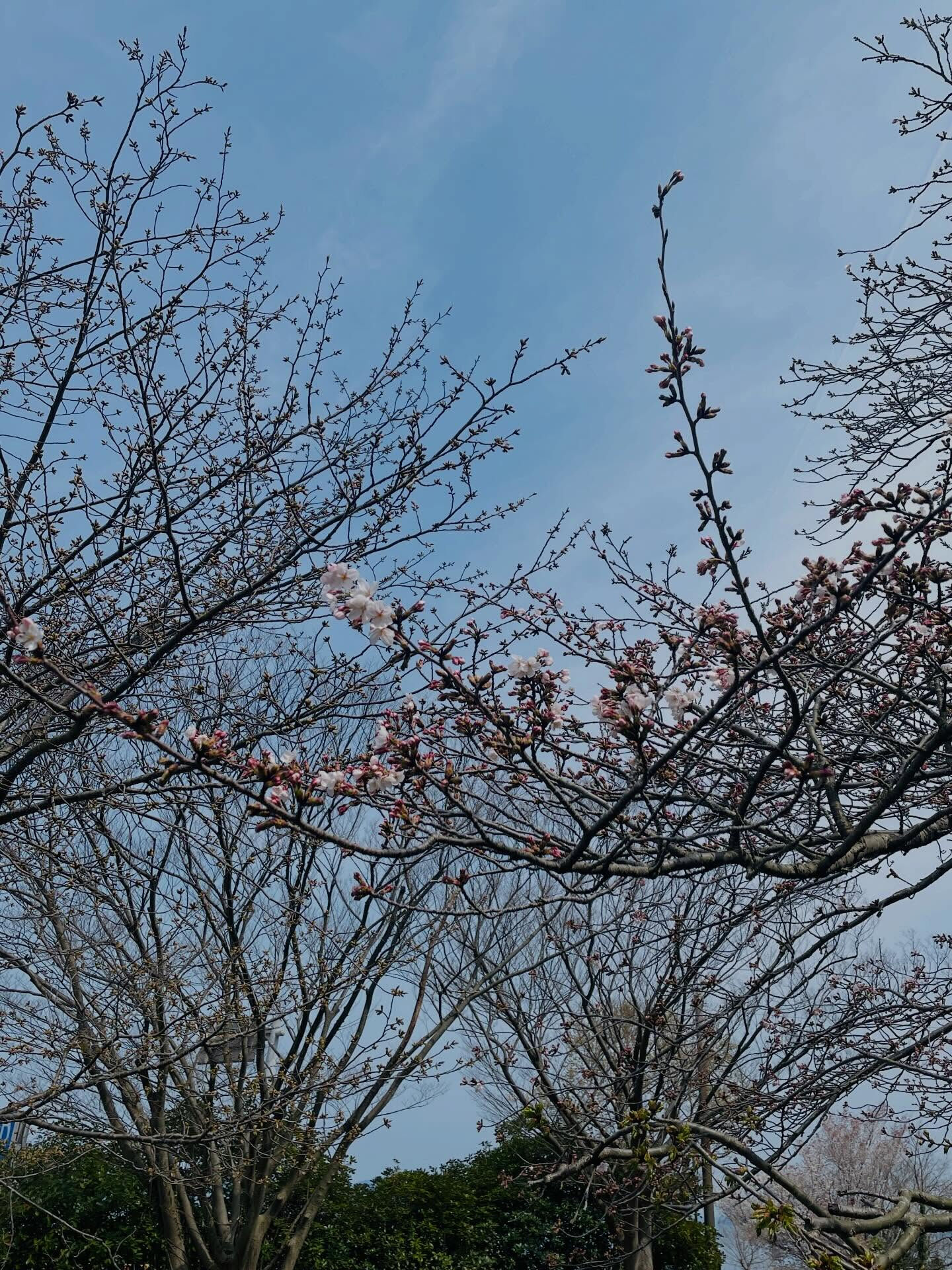春の訪れとともに、山口県の周防大島町では桜が満開を迎えていま