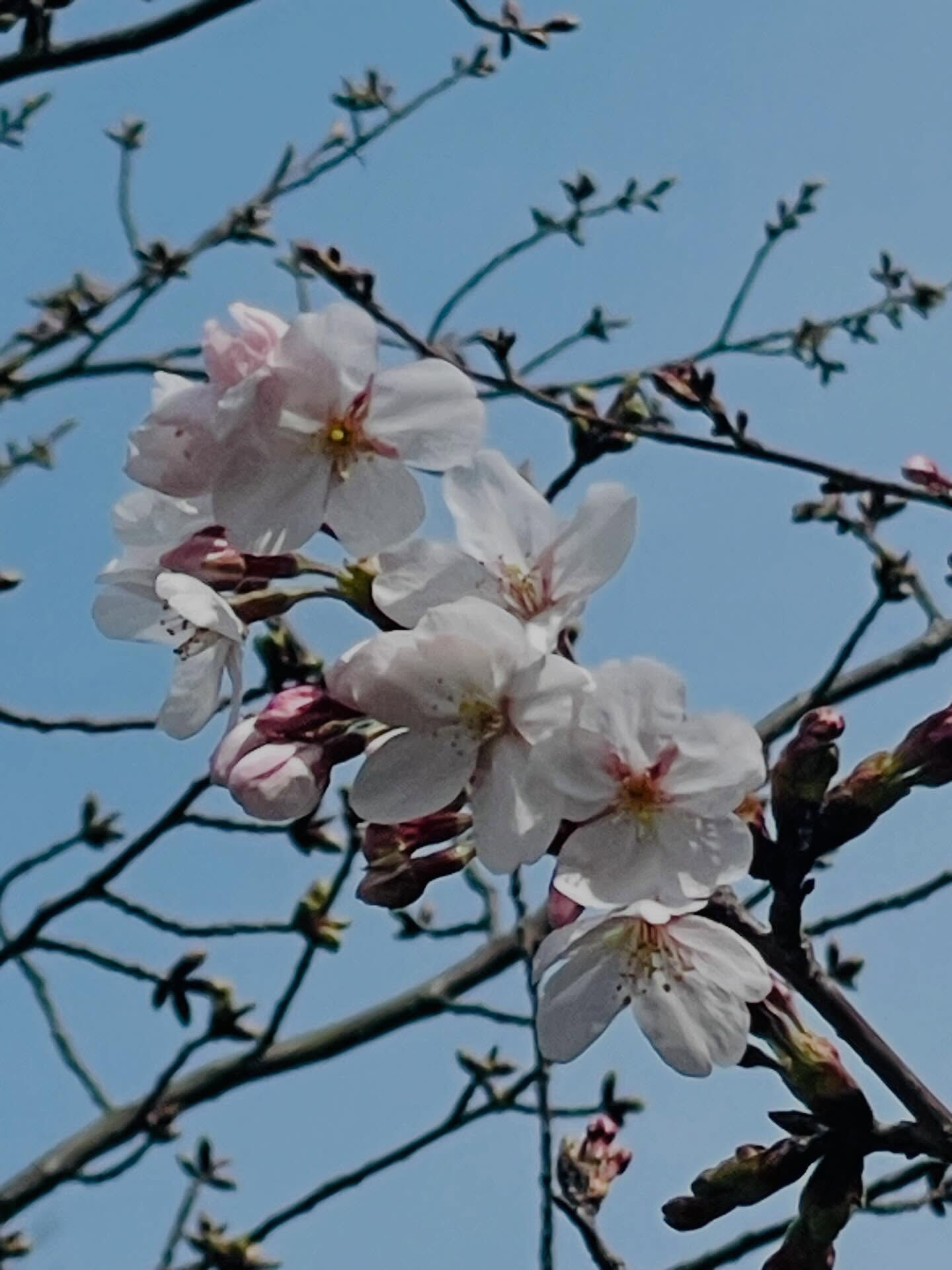 春の訪れとともに、山口県の周防大島町では桜が満開を迎えていま