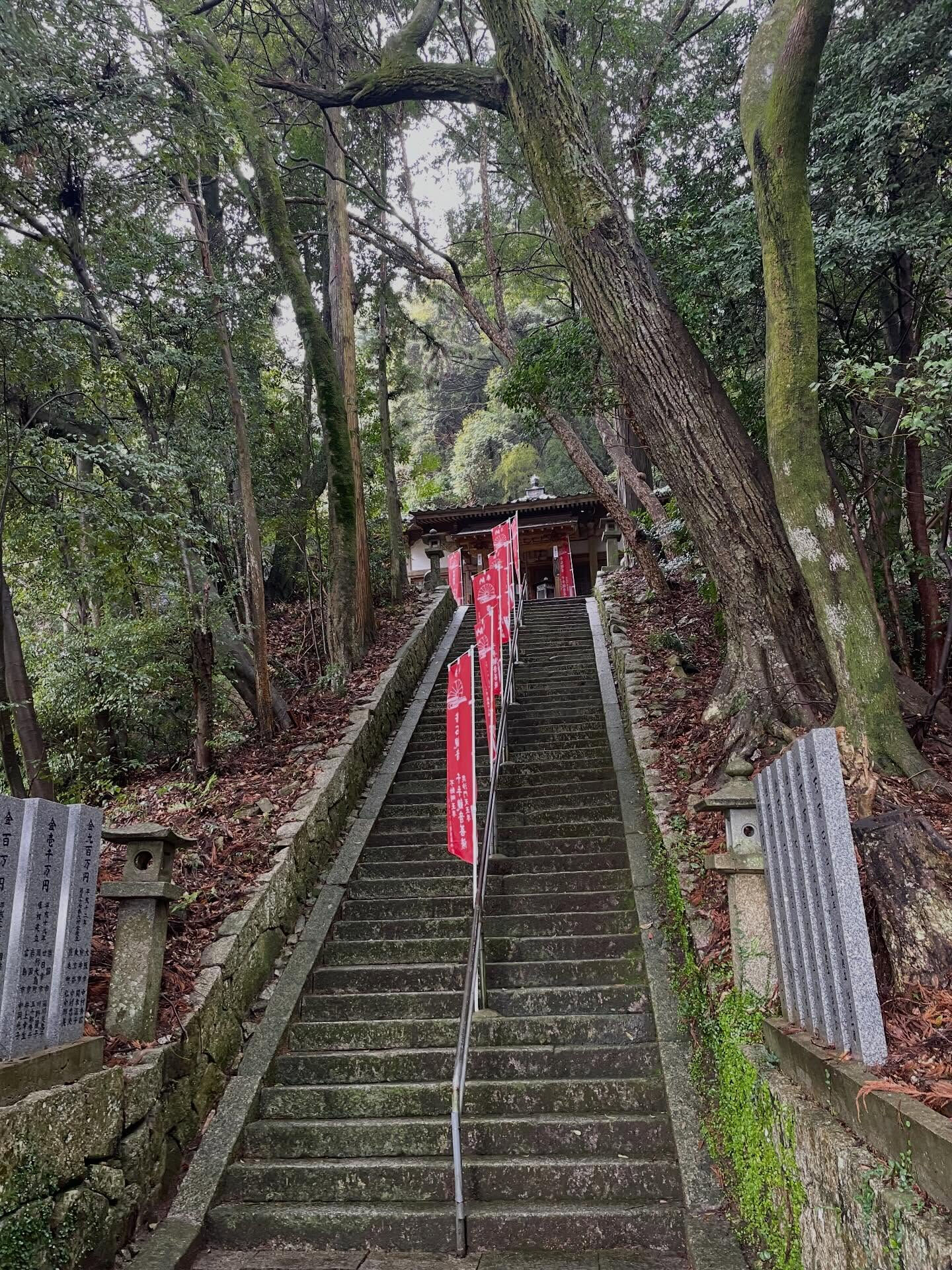 周防大島町の桜の季節がやってきました🌸