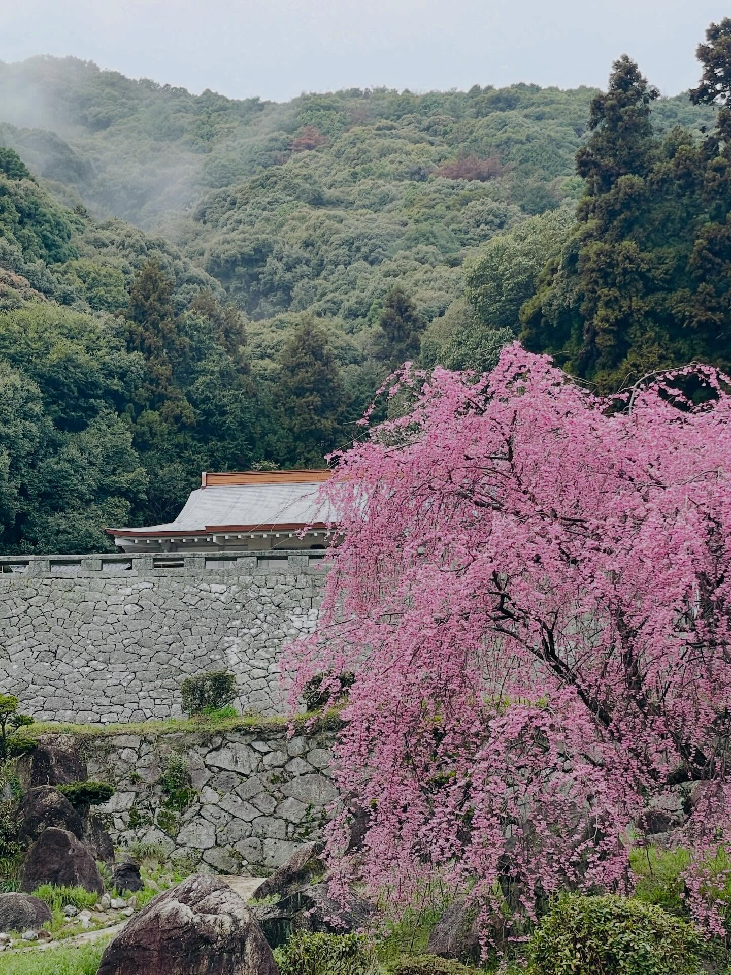 周防大島町の桜の季節がやってきました🌸