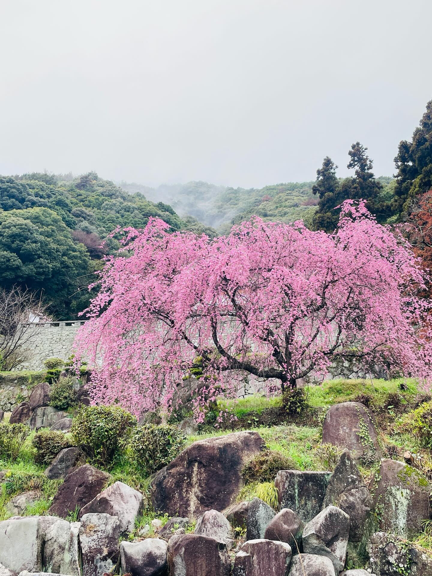 周防大島町の桜の季節がやってきました🌸