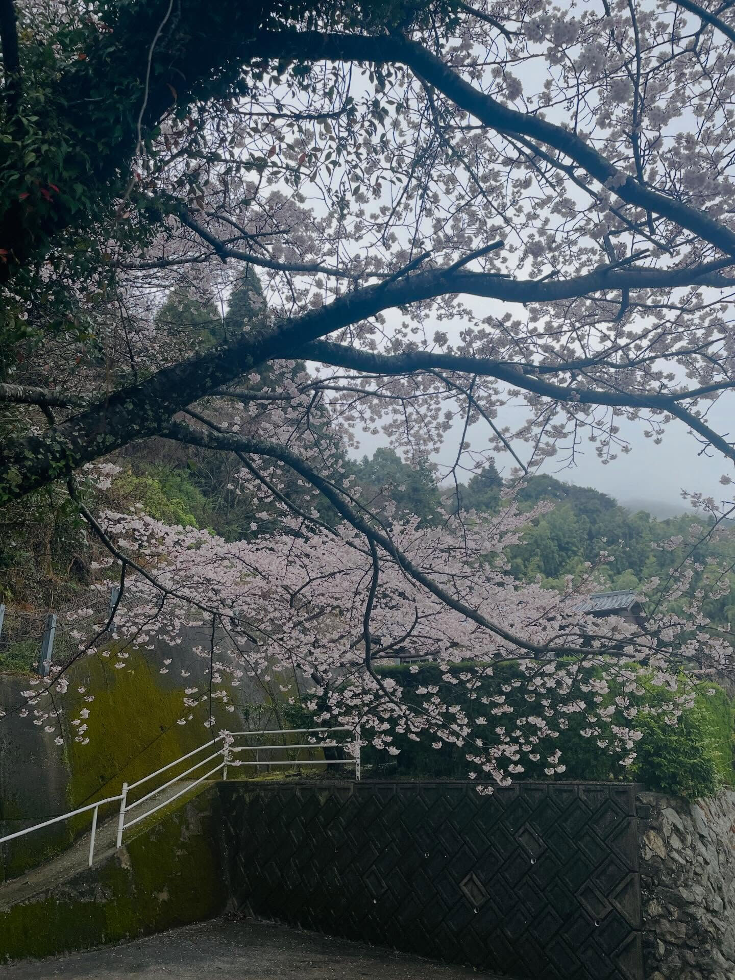 春の訪れを告げる風景が広がる山口県周防大島町では、桜の名所が