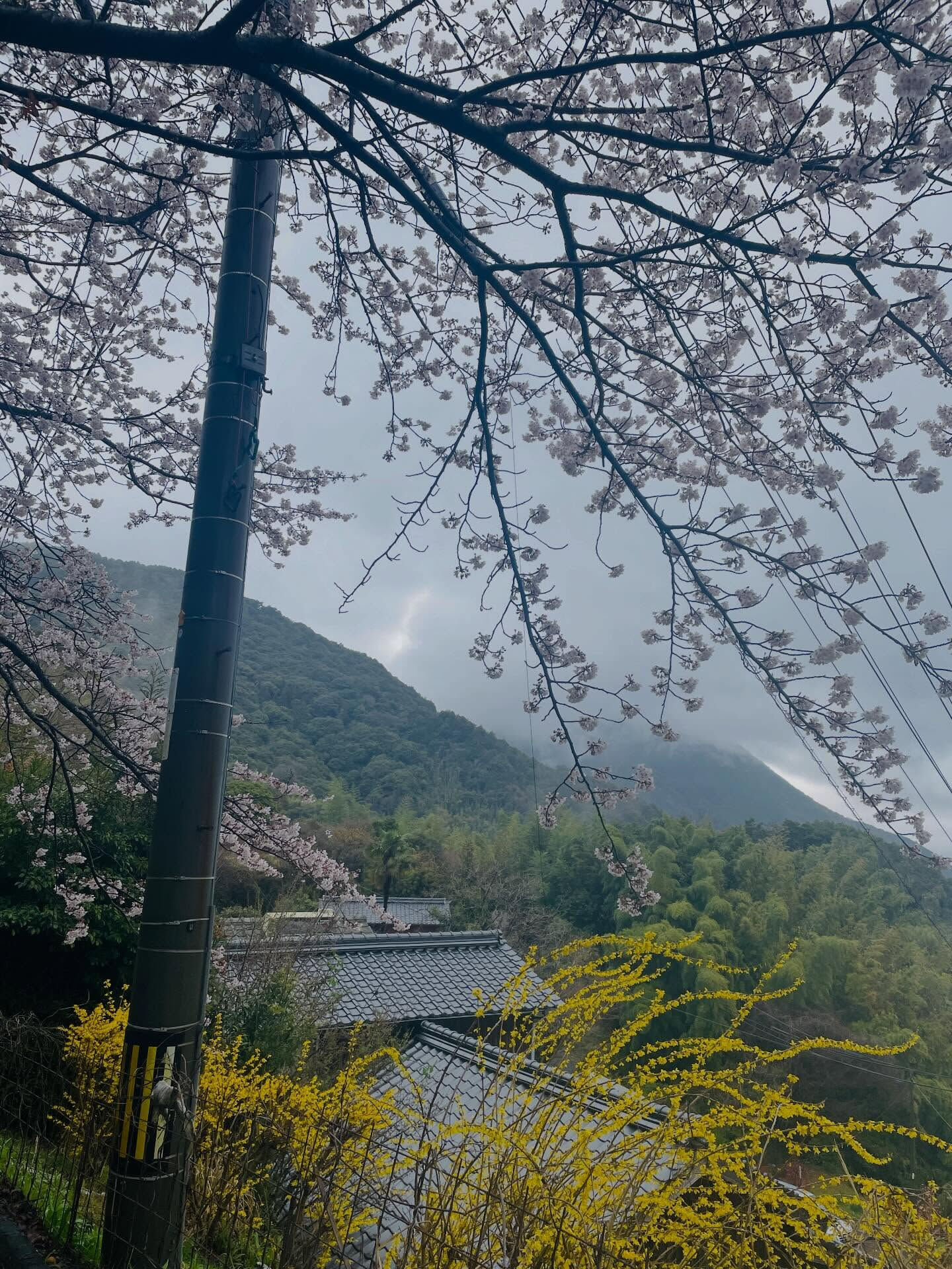 春の訪れを告げる風景が広がる山口県周防大島町では、桜の名所が