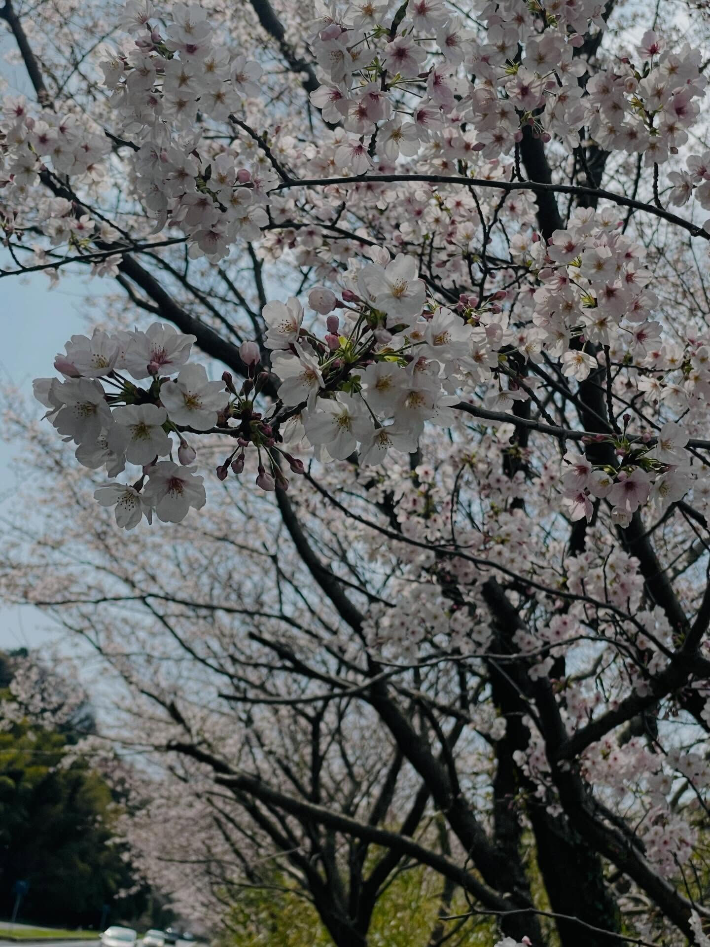 🌸 山口県周防大島町の桜スポットを訪れてみませんか？県道大島