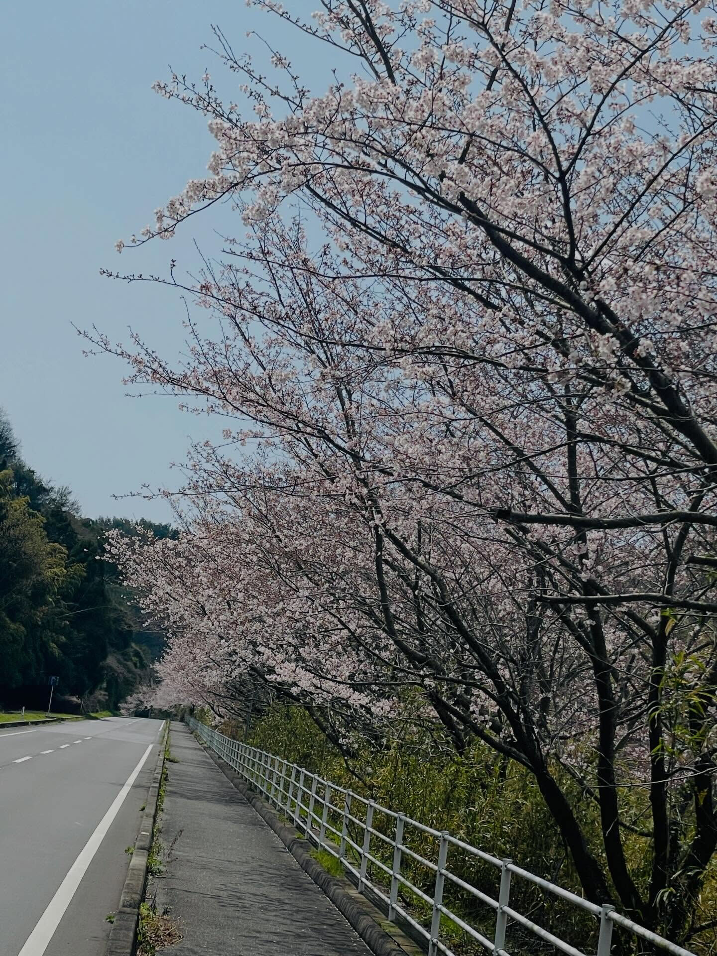 🌸 山口県周防大島町の桜スポットを訪れてみませんか？県道大島