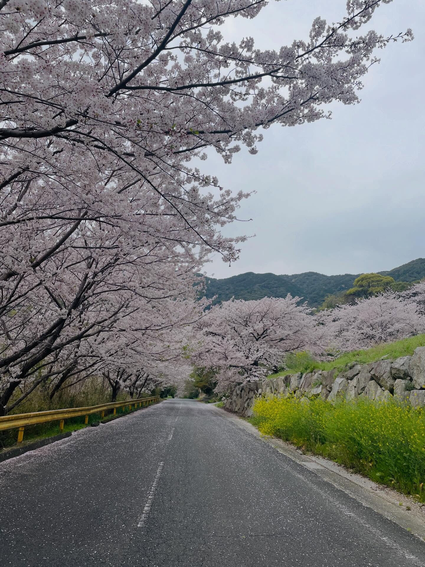 🌸山口県周防大島町では、昨日美しい桜の花々が満開を迎え、多く