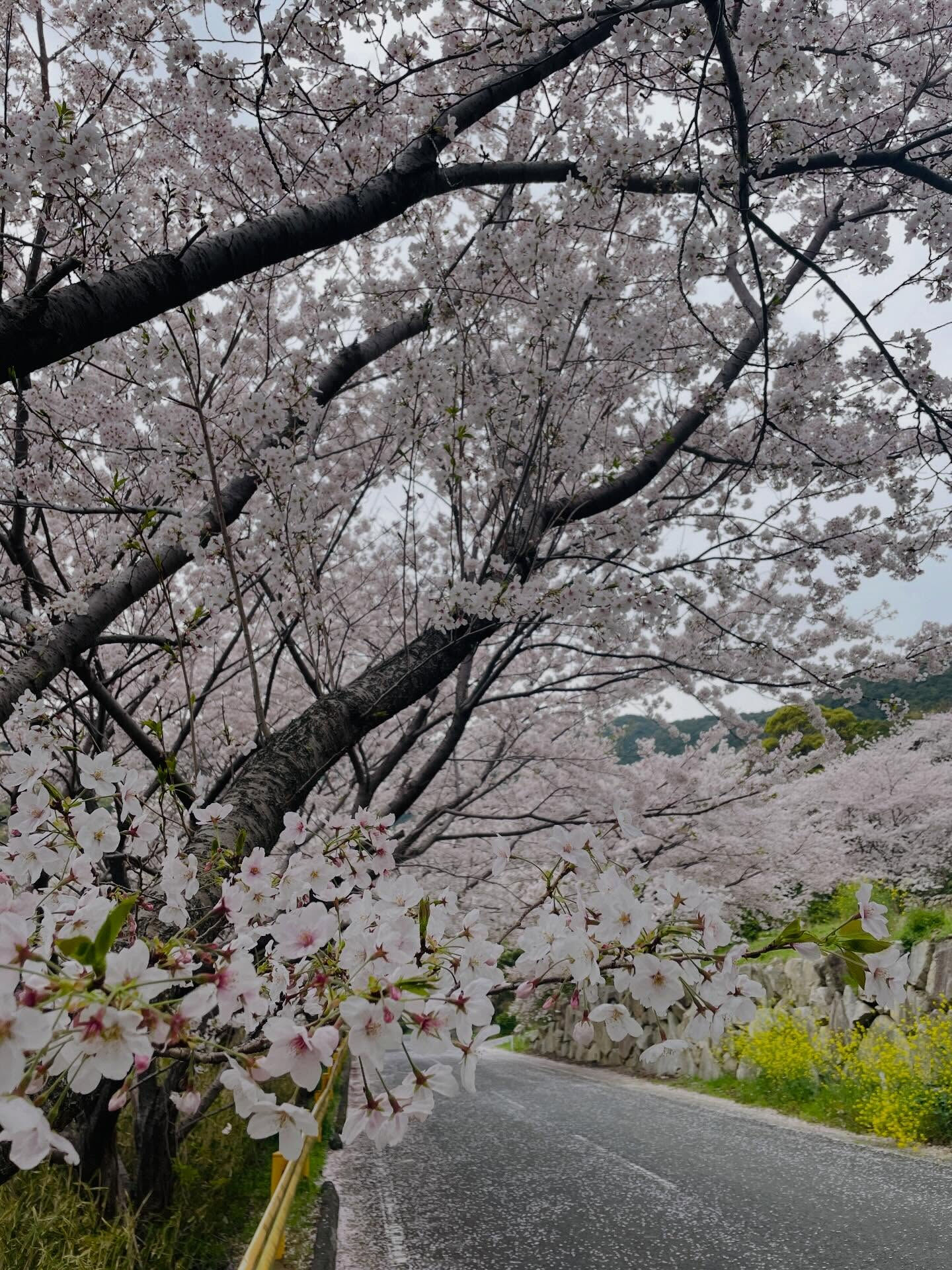 🌸山口県周防大島町では、昨日美しい桜の花々が満開を迎え、多く