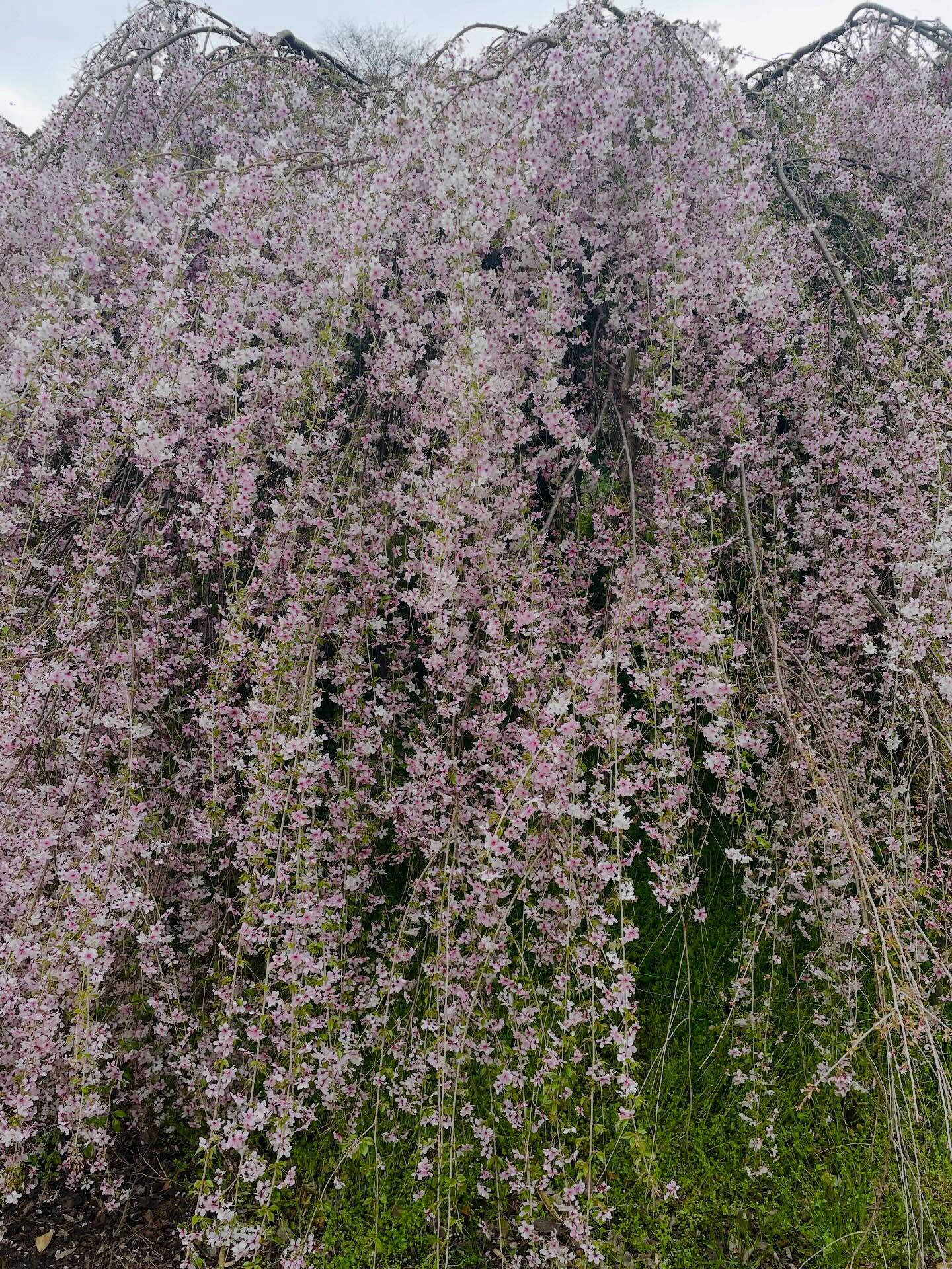 🌸山口県周防大島町では、昨日美しい桜の花々が満開を迎え、多く