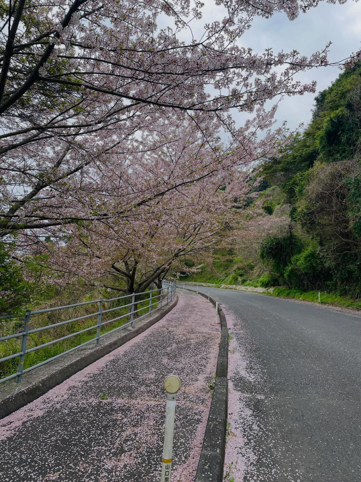 昨日、周防大島町の美しい桜並木を歩いてきました🌸