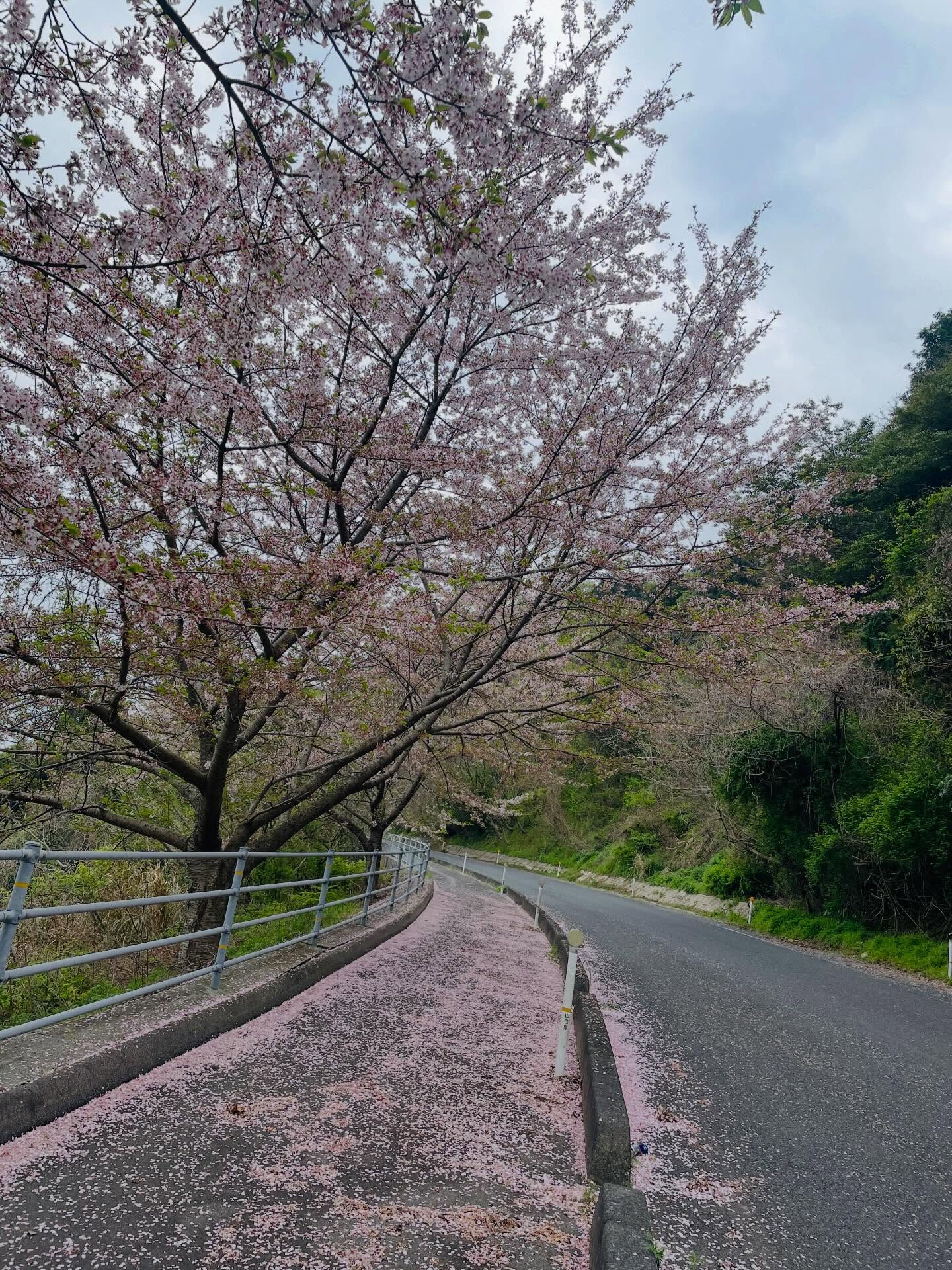 昨日、周防大島町の美しい桜並木を歩いてきました🌸