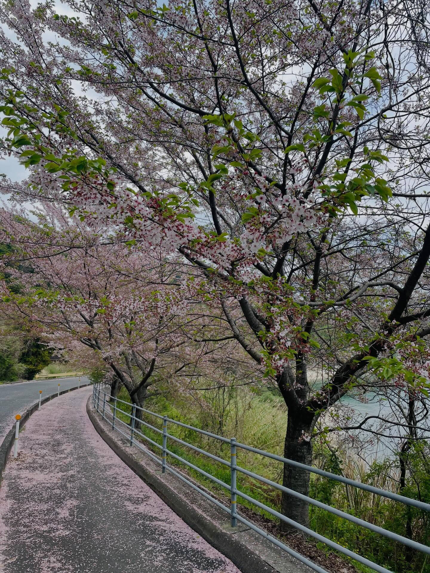 昨日、周防大島町の美しい桜並木を歩いてきました🌸