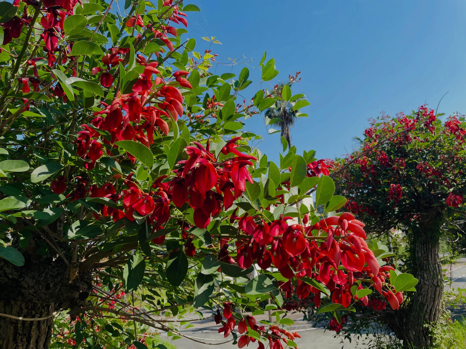 デイゴの花が見ごろです🌺